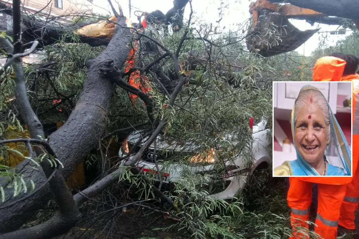 tree fall car