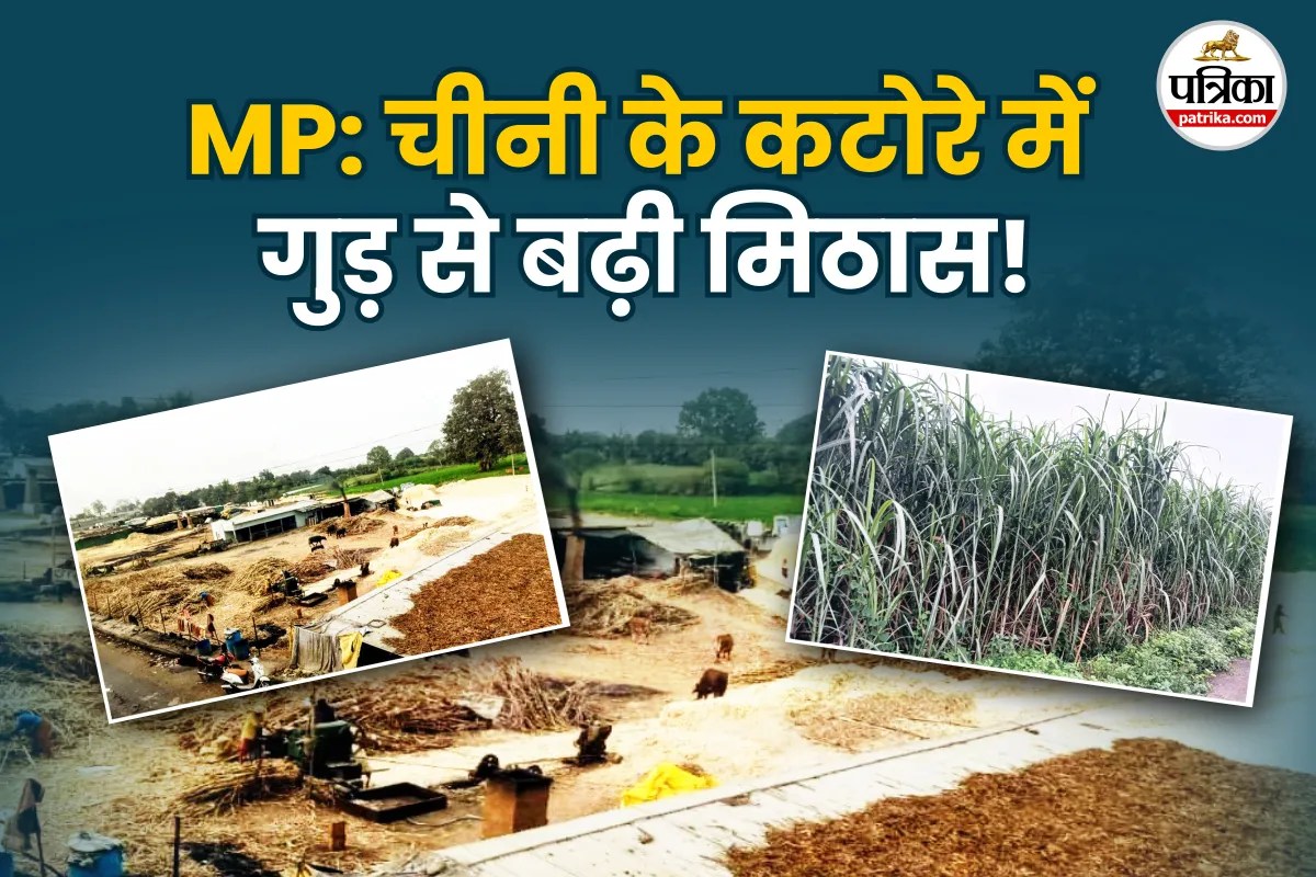 MP Sugarcane