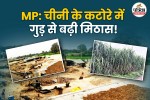 MP Sugarcane