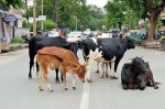 सडक़ों पर घूमने वाले 10 हजार मवेशियों के गले में बांधे जाएंगे रेडियम बेल्ट