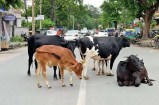 सडक़ों पर घूमने वाले 10 हजार मवेशियों के गले में बांधे जाएंगे रेडियम बेल्ट