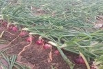 onion hailstorm