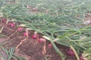 onion hailstorm