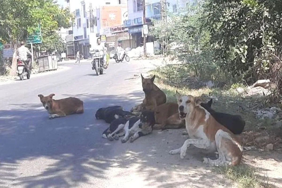 Dog Shelter home