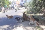 Dog Shelter home