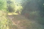 sariska tiger reserve