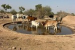 jaisalmer