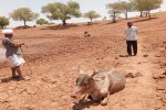 jaisalmer news lathi