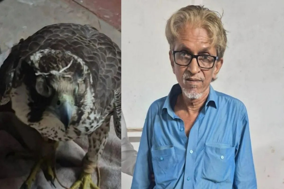 दुर्लभ फाल्कन बरामद, तस्कर गिरफ्तार (फोटो सोर्स : Ritesh Singh )