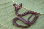 Rare Two-Headed, Four-Eyed Wolf Snake Found in Dahod