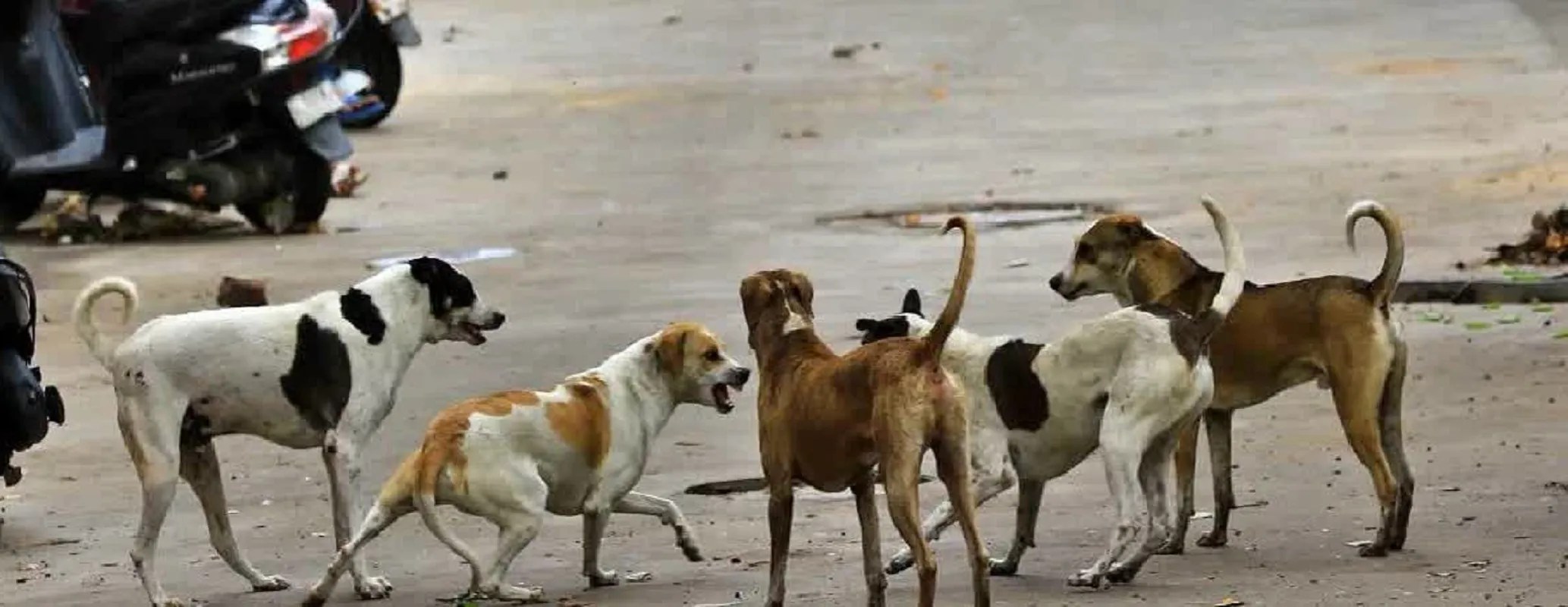 बेलगावी में आवारा श्वानों को निर्धारित स्थानों पर भोजन कराने की व्यवस्था से लोगों और पशुओं के बीच टकराव कम करने की पहल।