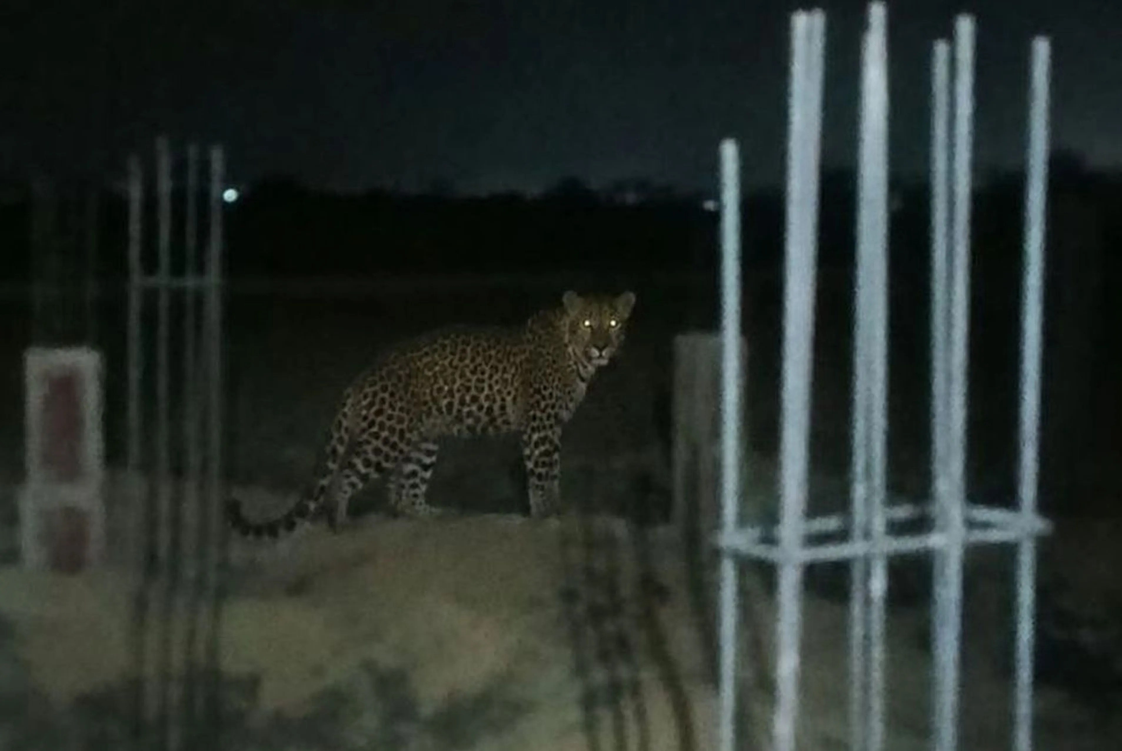 Leopard in Burhanpur