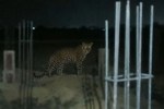Leopard in Burhanpur