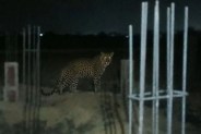Leopard in Burhanpur