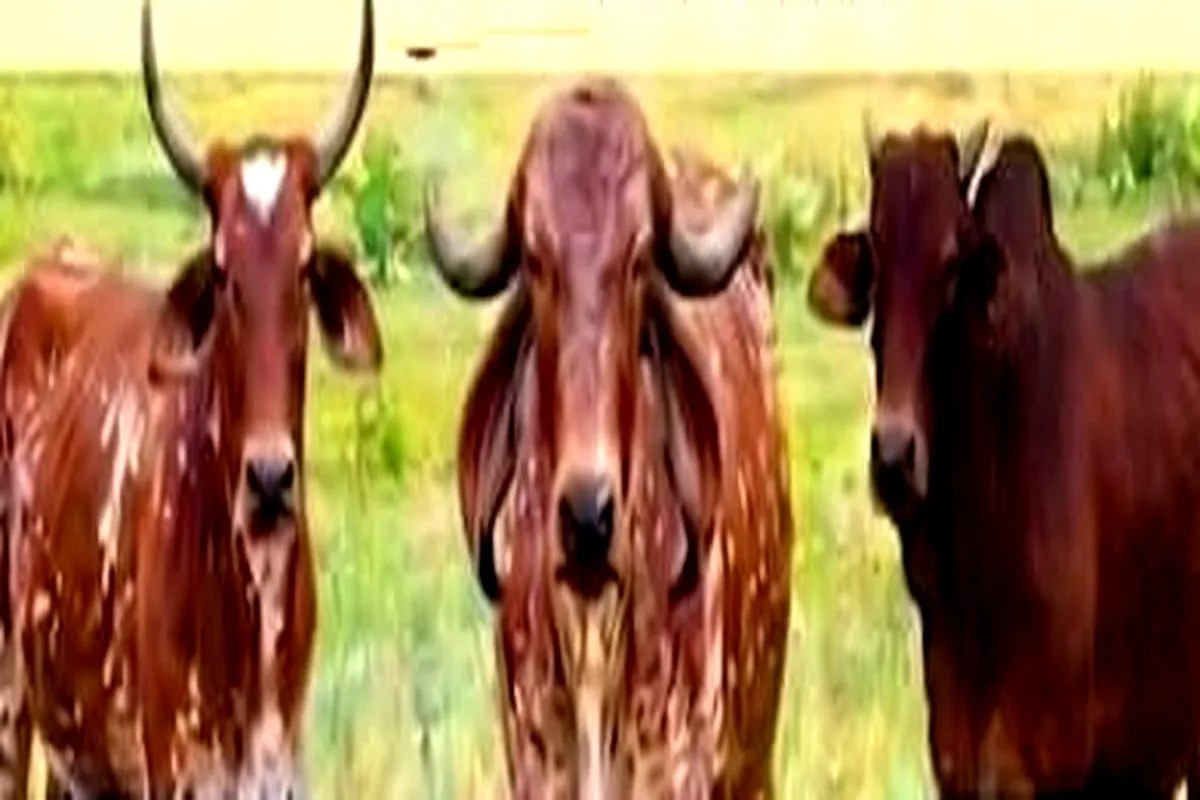 Vrindavan Village, Animal Husbandry Department ratlam