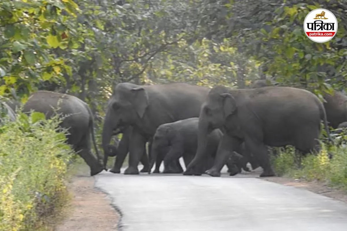 Chhattisgarh Elephant News