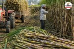 Sugarcane Price Hike