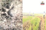 Wild Animal Footprints