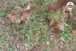 Human Head Found