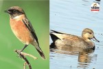 Migratory Birds