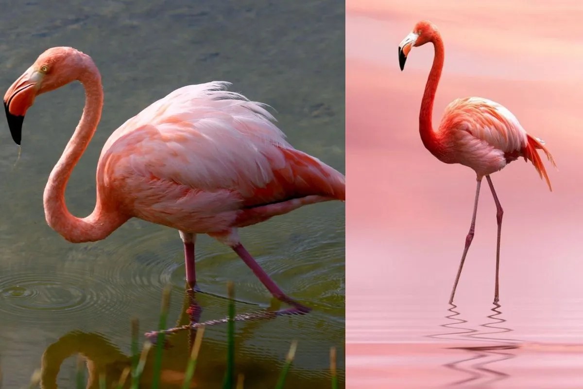 Greater Flamingo