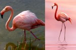 Greater Flamingo