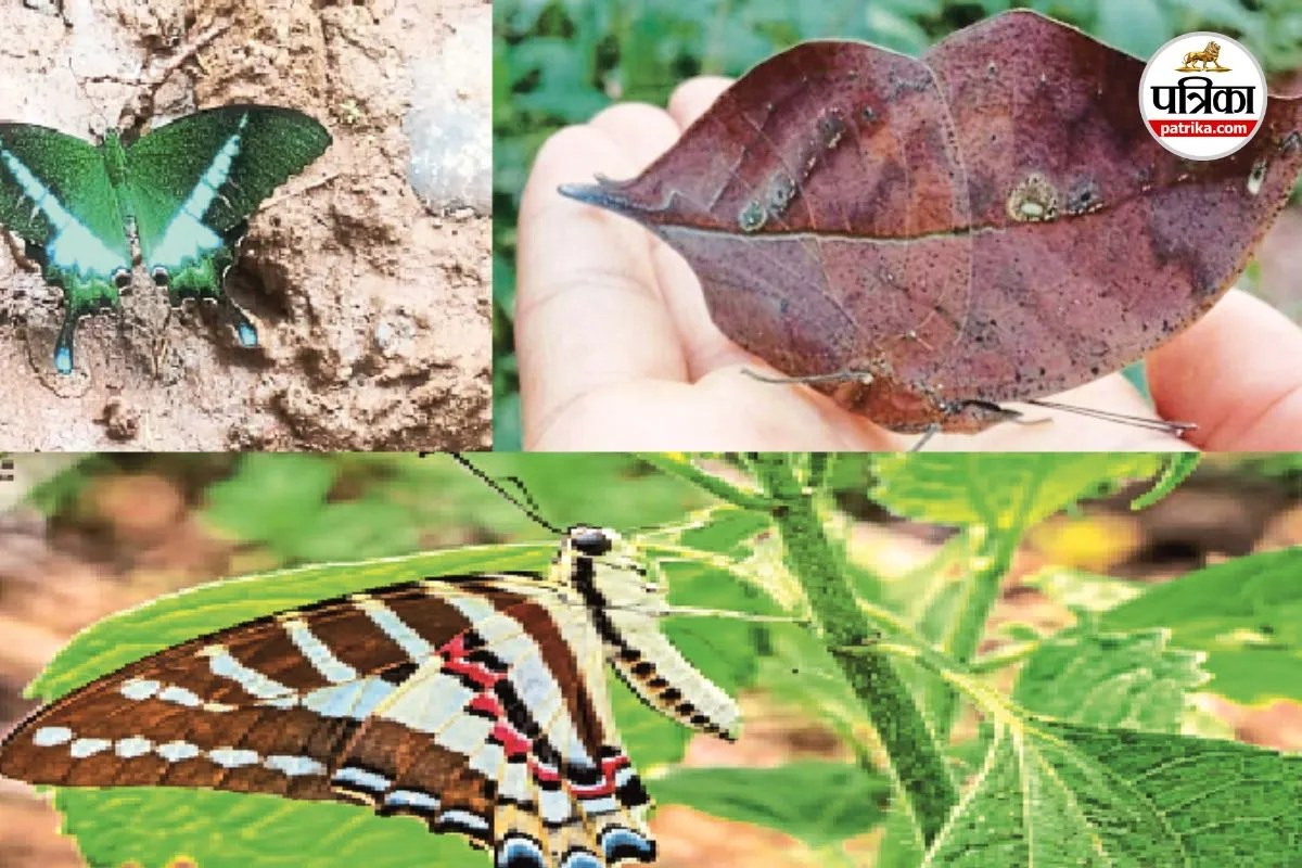 Chhattisgarh Butterfly Species