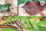 Chhattisgarh Butterfly Species