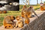Bemetara Monkey Death