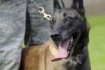 Sniffer Dog Training
