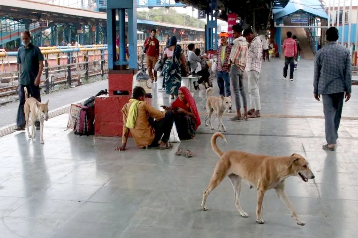 कुत्तों का आतंक, 15 दिन में 379 पर हमला