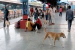 Dog bite news ratlam