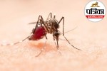 Dengue and chikungunya Aedes mosquito and symptoms breakdown