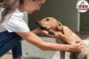 representing medical care and anti-rabies vaccination awareness
