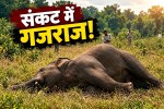Elephant in Crisis