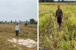 Elephants havoc in Pratappur region