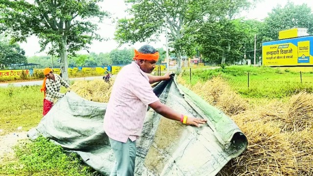 किसान कटी फसल को ऊंचे स्थानों पर रखकर त्रिपाल से ढक रहे हैं।