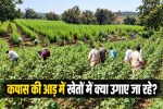 Ganja crops in Malwa-Niwad