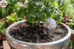 Aluminum Foil For Plants, Aluminum Foil To Deter Pests