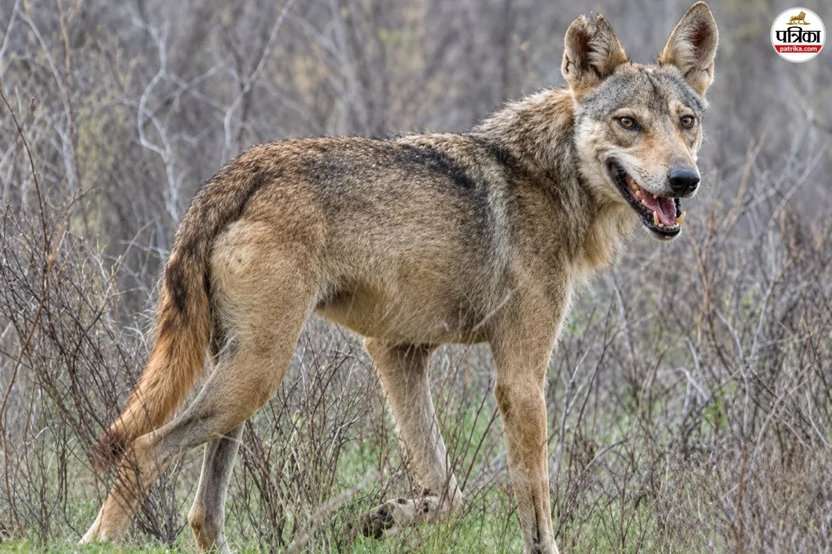 Indian Grey Wolf