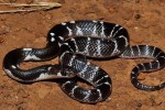 woman died due to snake bite