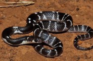woman died due to snake bite