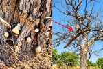 Khejri Tree Disease