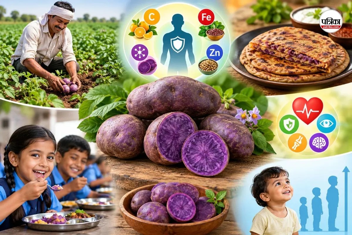 ICAR Purple Potato