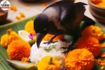 Mahalaya Amavasya, Pitru Shraddha