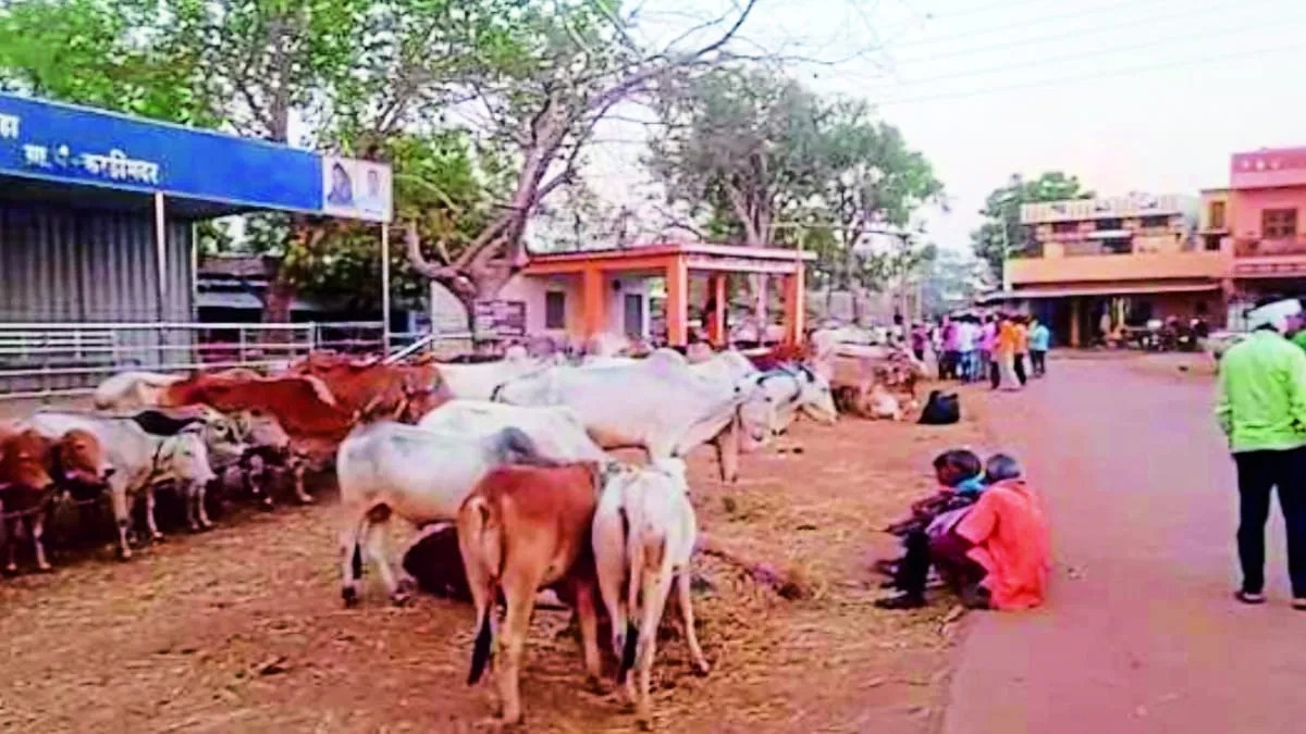 लाखों रुपए की सालाना आय के बावजूद पशुओं के लिए छाया, पानी और अन्य बुनियादी सुविधाओं का अभाव करहीभदर मवेशी बाजार पर भारी पड़ गया। गौ सेवा एवं गौरक्षा संगठनों की शिकायत पर हुई जांच में पशु क्रूरता, अवैध परिवहन और वित्तीय अनियमितताओं से जुड़े तथ्य सामने आने के बाद प्रशासन ने बाजार को आगामी आदेश तक बंद कर दिया है। साथ ही नीलामी से मिली राशि का ऑडिट कराने और बाजार पर पुलिस निगरानी रखने के निर्देश दिए गए हैं।