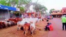 लाखों रुपए की सालाना आय के बावजूद पशुओं के लिए छाया, पानी और अन्य बुनियादी सुविधाओं का अभाव करहीभदर मवेशी बाजार पर भारी पड़ गया। गौ सेवा एवं गौरक्षा संगठनों की शिकायत पर हुई जांच में पशु क्रूरता, अवैध परिवहन और वित्तीय अनियमितताओं से जुड़े तथ्य सामने आने के बाद प्रशासन ने बाजार को आगामी आदेश तक बंद कर दिया है। साथ ही नीलामी से मिली राशि का ऑडिट कराने और बाजार पर पुलिस निगरानी रखने के निर्देश दिए गए हैं।