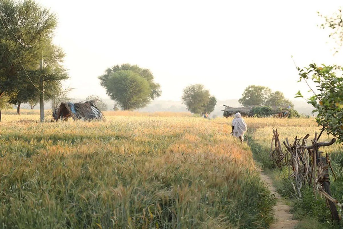 Gujarat: जिस बच्ची को आठ दिन से ढूंढ रहे थे, खेत में मिला उसका कंकाल, कपड़े देखते ही परिवार में मचा कोहराम