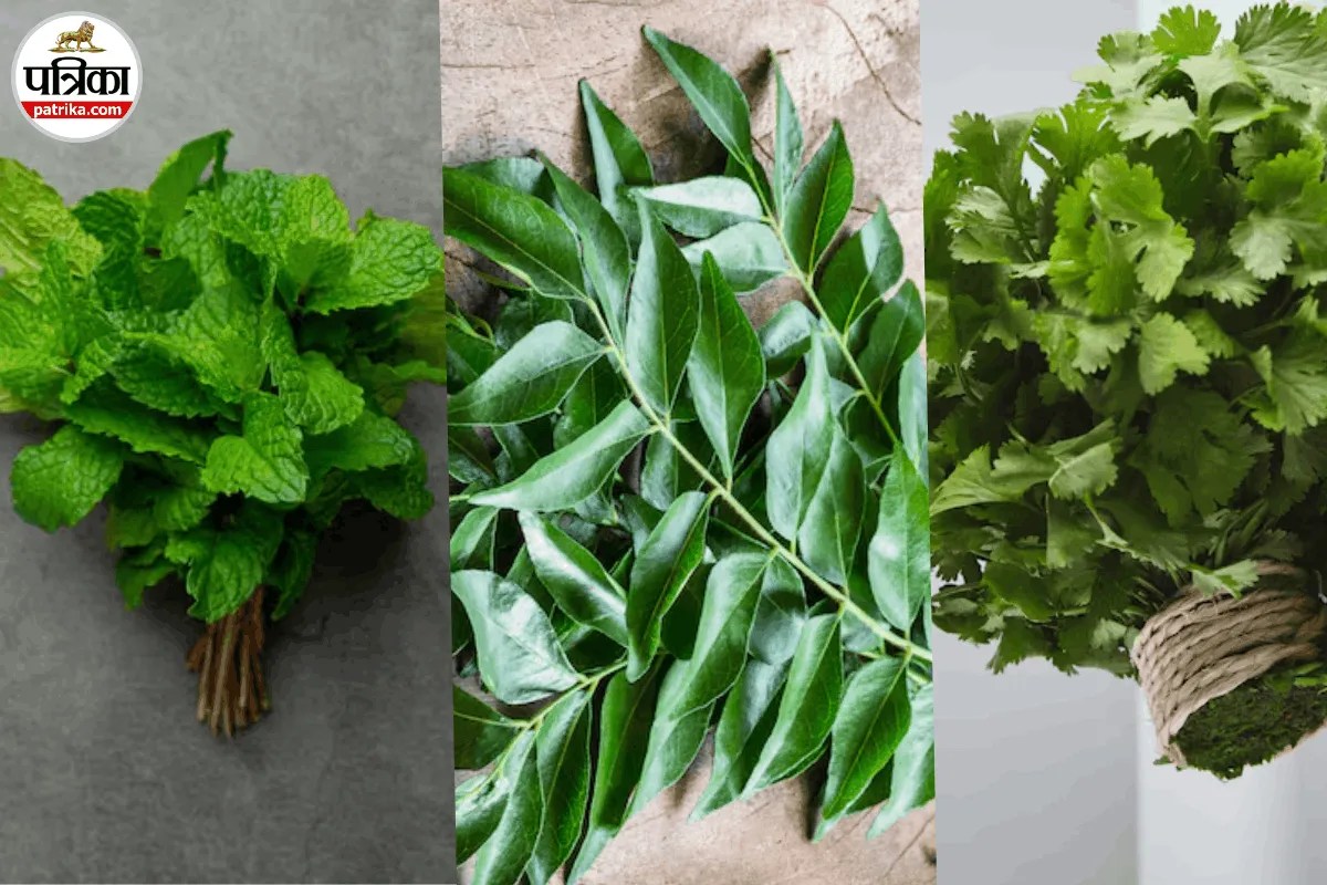 Mint Storage Tips, Coriander Storage Tips,