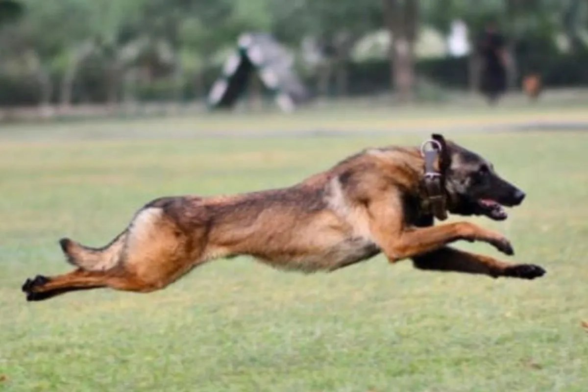 Belgian Malinois Dogs